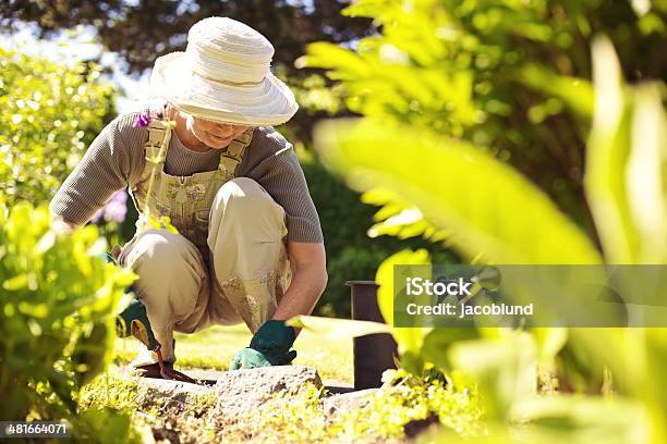 Senior Female Gardener Working In Her Garden Stock Photo - Download Image Now - Gardening, Senior Women, Sun Hat