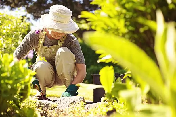 Photo of Senior female gardener working in her garden