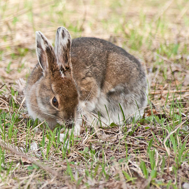 istock Snowshoe hare in the grass 481665654