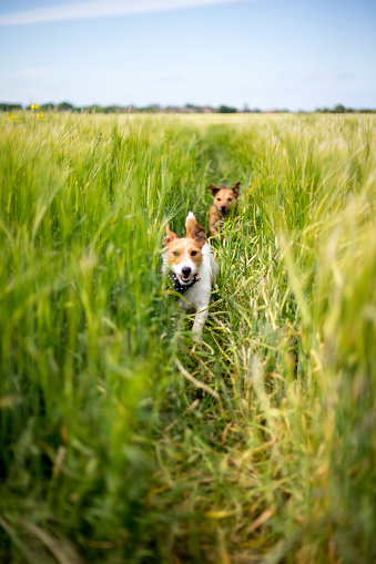 Two small dogs running through a wheat field on a summers day. They are running towards the camera. Blue sky can be seen in the background.