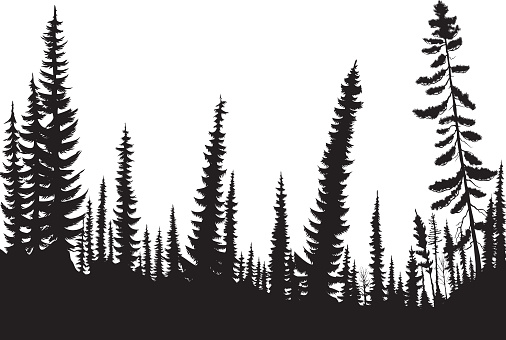 Silhouettes of fir-trees in a coniferous forest