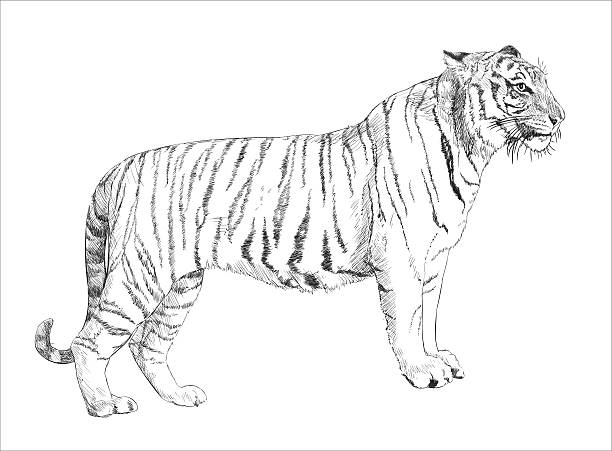 illustrazioni stock, clip art, cartoni animati e icone di tendenza di tigre bianca mano disegno - tiger roaring danger power