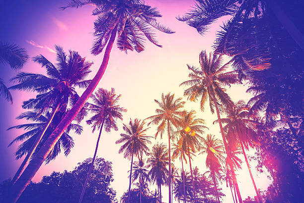 istock Vintage toned palm tree silhouettes at sunset. 481666964