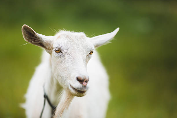 istock Portrait of goat 481667222