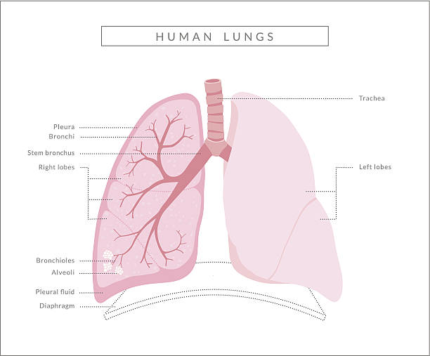 Human Lungs Diagram Cross section & anterior view of the human lungs. human lung stock illustrations