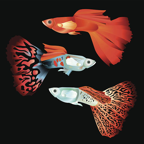 Guppy fish – artystyczna grafika wektorowa