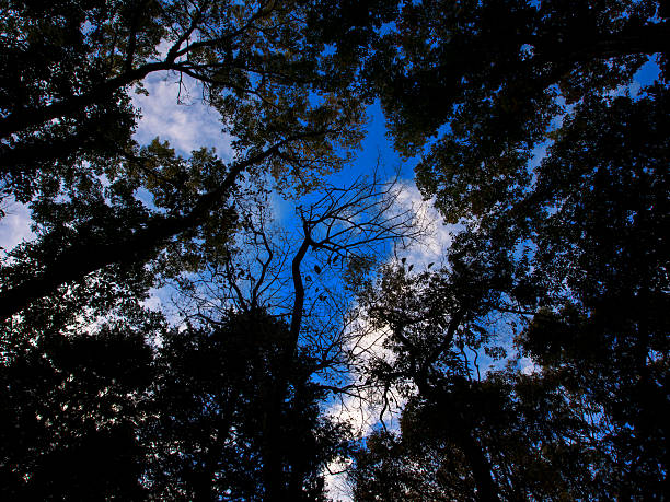 Look up to the sky through leaves and trees