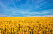 Golden wheat field mit blauer Himmel im Hintergrund