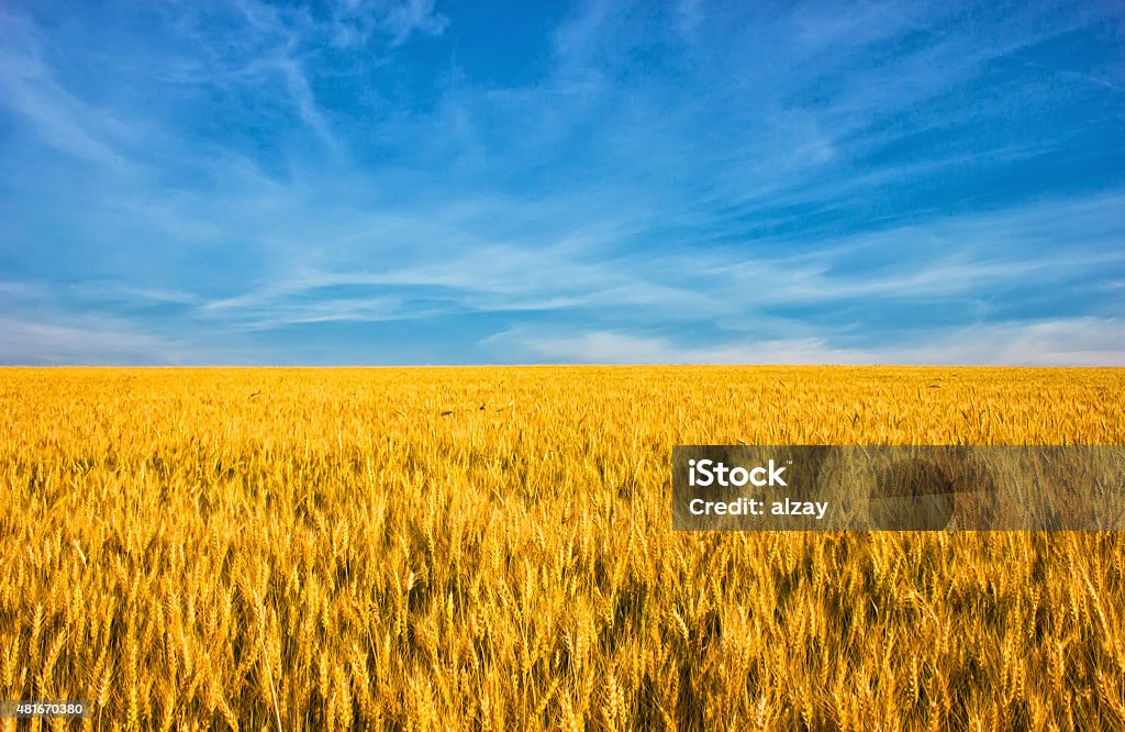 Golden wheat field with blue sky in background Agricultural Field Stock Photo