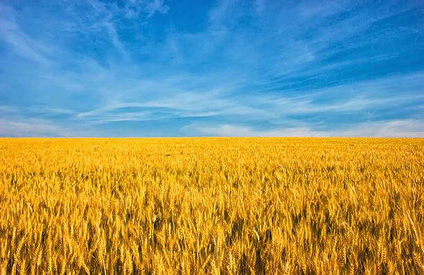 Golden wheat field with blue sky in background stock photo