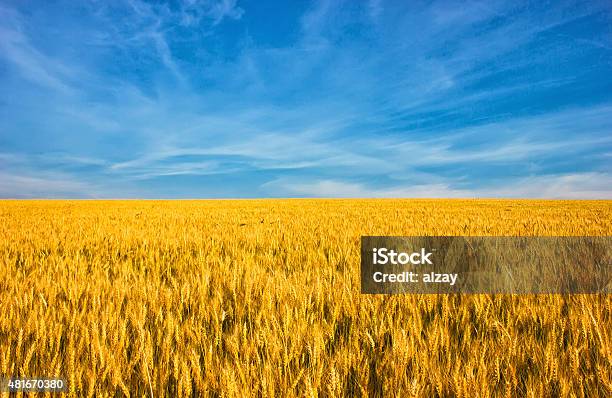 Golden Wheat Field With Blue Sky In Background Stock Photo - Download Image Now - Agricultural Field, Wheat, Ukraine