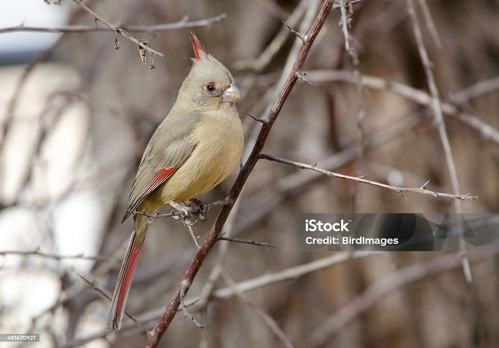 Cardinalis Sinuatus feminino, deserto Cardinal, Arizona - Foto de stock de Arizona royalty-free