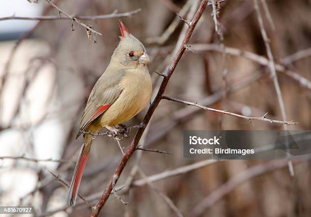 Foto de Cardinalis Sinuatus Feminino Deserto Cardinal Arizona e mais fotos de stock de Arizona