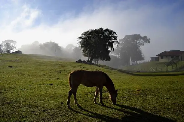 Winter morning with fog dissipating in Campo Magro, Paraná.