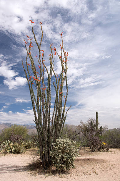 istock Saguaro National Park, Arizona, USA 481671180