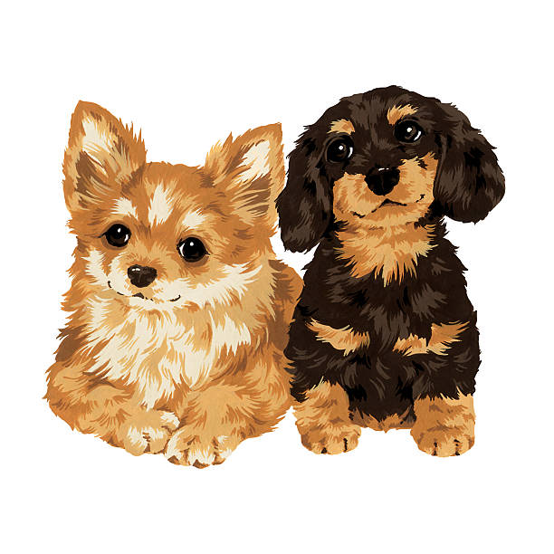 뽀샤시 경견 - coloring dog pets puppy stock illustrations