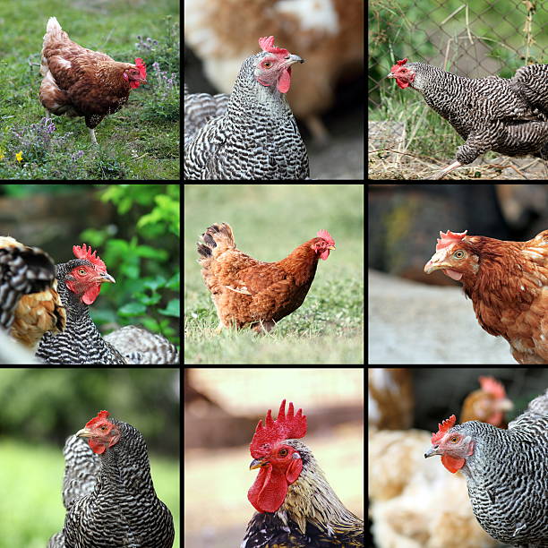 istock livestock images form the farm 481671433