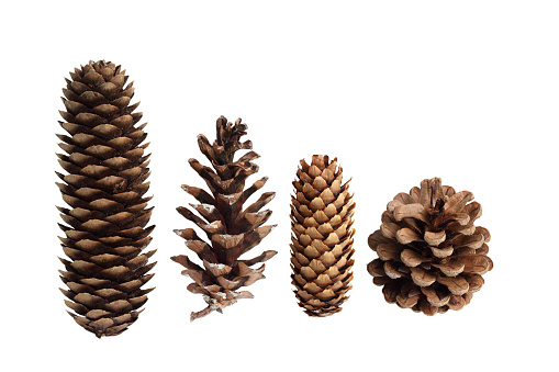 Collection of pine cones isolated on white background
