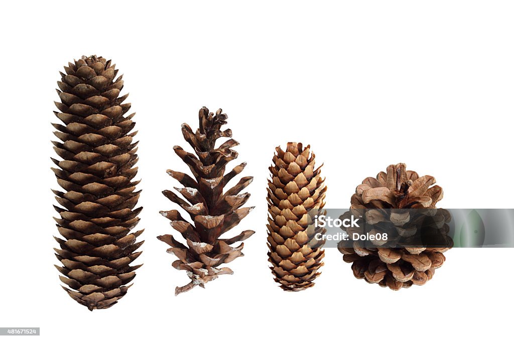 Pine Cone Collection Collection of pine cones isolated on white background Pine Cone Stock Photo