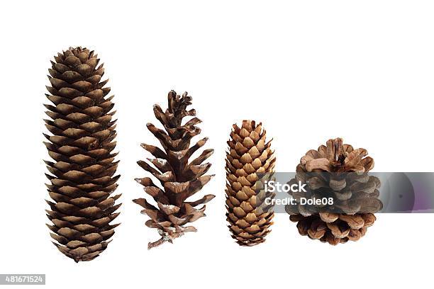 Pine Cone Collection Stock Photo - Download Image Now - Pine Cone, White Background, Cut Out