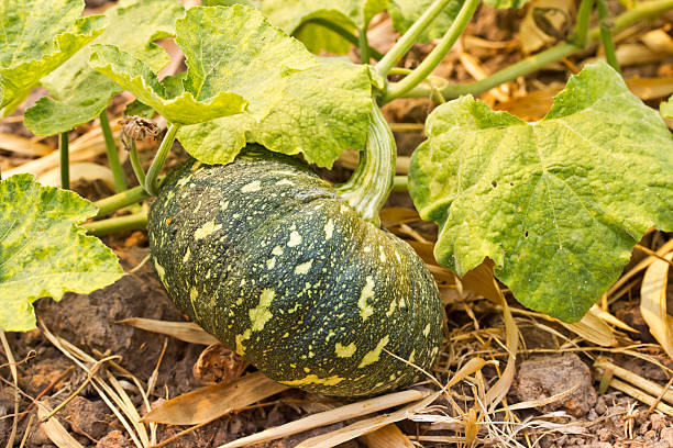 istock Fresh organic pumpkin in field in Thailand 481673699