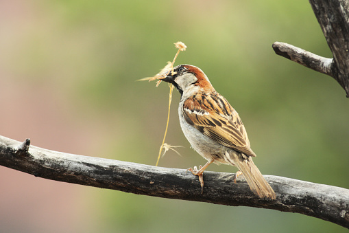 A male House Sparrow Passer domesticus collects debris for nest building.  Yavapai County, Arizona, 2015.