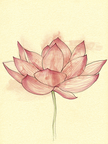 Hand drawn lotus flower illustration. Watercolor