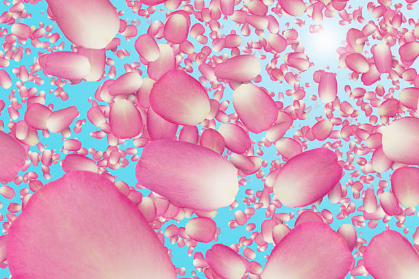 istock Rose petal confetti falling from a blue sunny sky 481675353