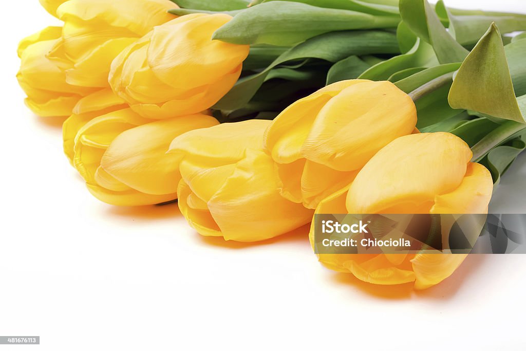 Gelbe Tulpen - Lizenzfrei Baumblüte Stock-Foto