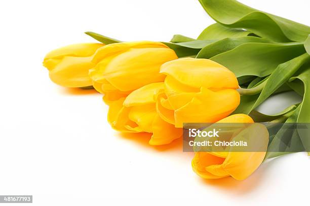 Tulipanes Amarillos Foto de stock y más banco de imágenes de Aislado - Aislado, Amarillo - Color, Belleza de la naturaleza