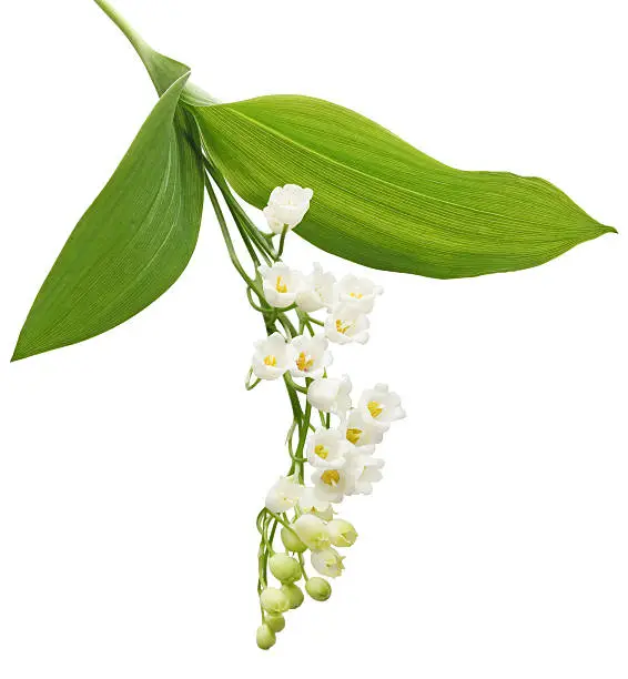 Lily of the balley flower plant isolated on white background