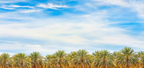 Palm trees under cloudy skies in the Arizona desert