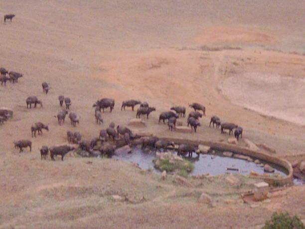 Black buffalos, warthogs at the waterhole in Kenya, Africa Black buffalos, warthogs at the waterhole in Kenya, Africa tsavo east national park stock pictures, royalty-free photos & images