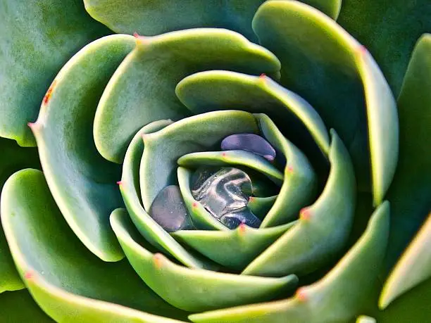 Succulents, such as this echeveria elegans, can enjoy fresh rainwater even after the storm has passed. 