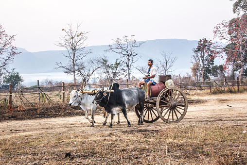 Loikaw, Myanmar - February 7, 2015: A farmer is driving his bullock cart along a rural dirt road near Loikaw, Myanmar.