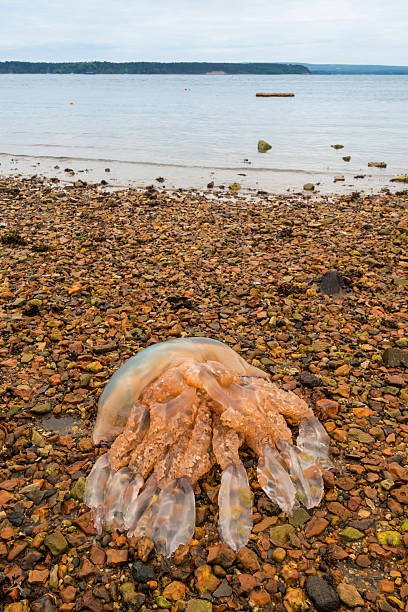 Barrel Jellyfish washed up on a Poole beach