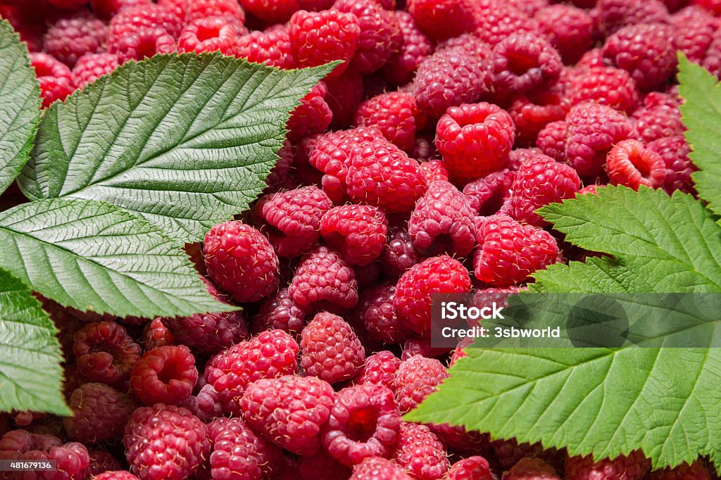 raspberry background with green leafs ripe raspberry fruit background with green leafs 2015 Stock Photo