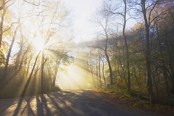 istock Morning fog in a forest 481679212