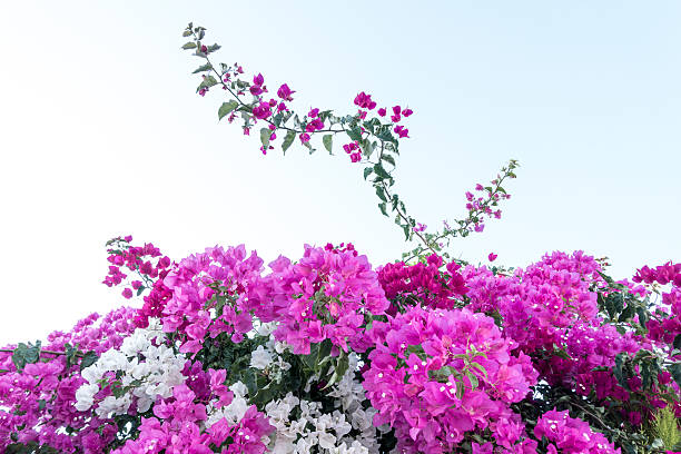 Bougainvillea flowers