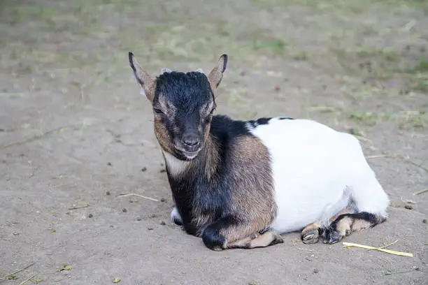Amusing nanny-goat