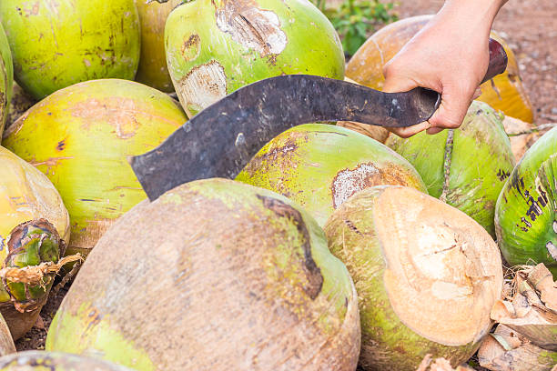 istock Man,show only hand, chopping coconut by big knife 481683046