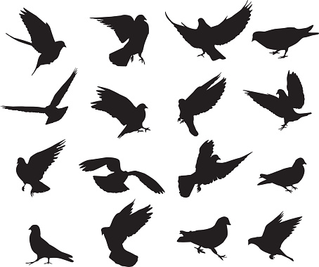 A large set of pigeon silhouettes. Isolated on white. 