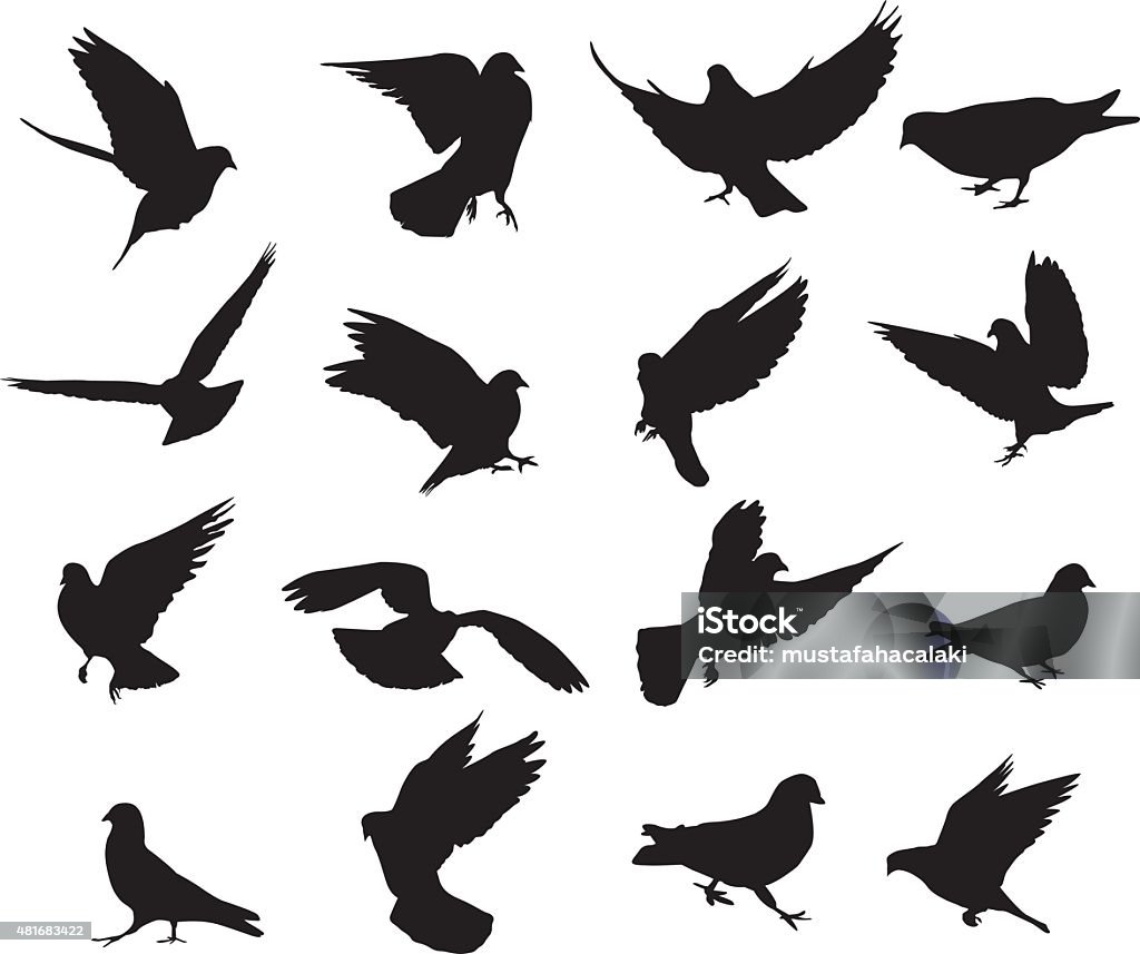 Pigeon silhouettes A large set of pigeon silhouettes. Isolated on white.  Pigeon stock vector