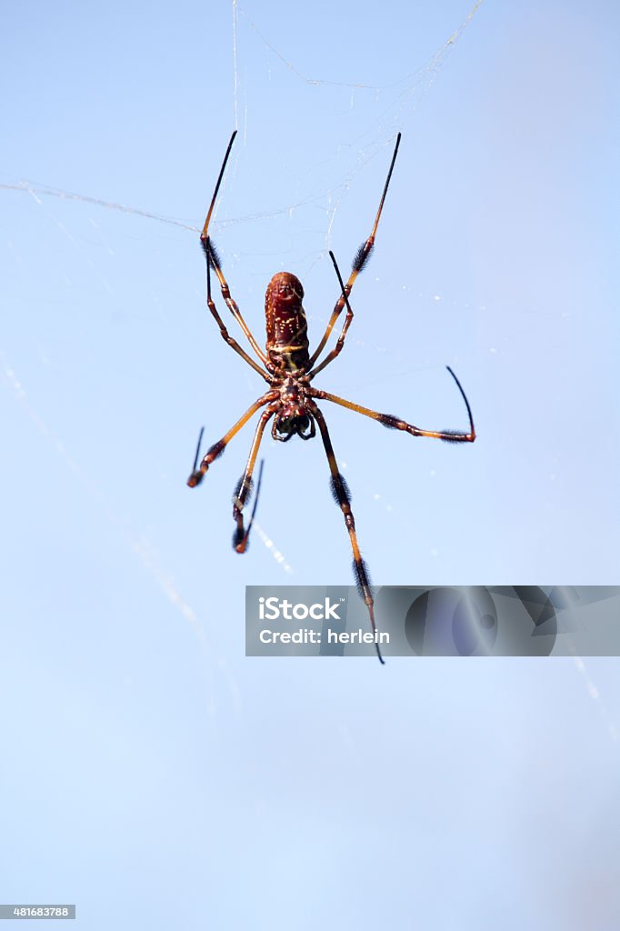 Golden Orb Weaver Spider Image of golden orb weaver spider. Animal Body Part Stock Photo