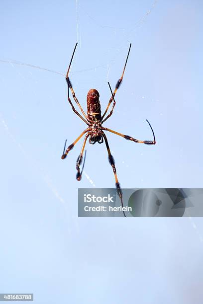 Golden Orb Weaver Spider Stock Photo - Download Image Now - Animal Body Part, Animal Leg, Animal Limb