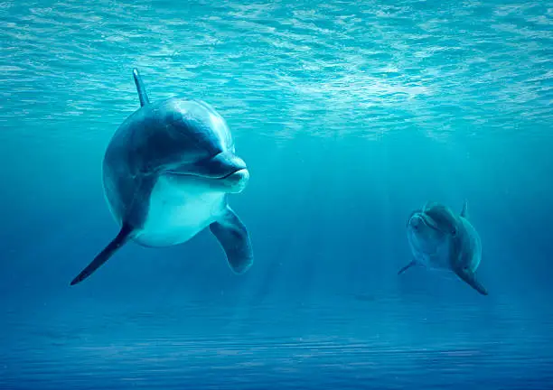 Two Dolphins swimming under water looking to camera