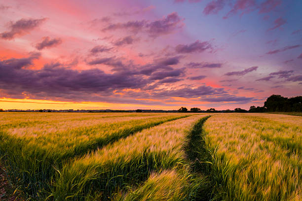 puesta de sol sobre un campo de trigo - oxfordshire fotografías e imágenes de stock