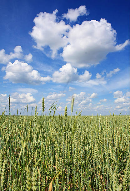 istock ears of ripe wheat 481685422