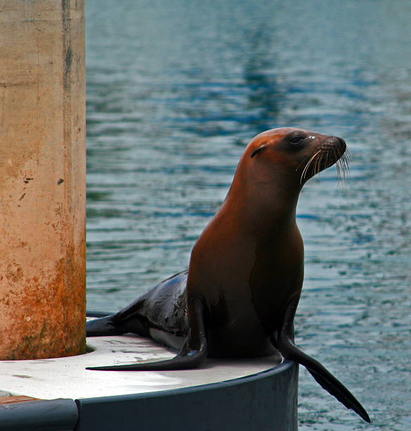 istock Seal on dock in Alamitos Bay in Long Beach USA 481686280