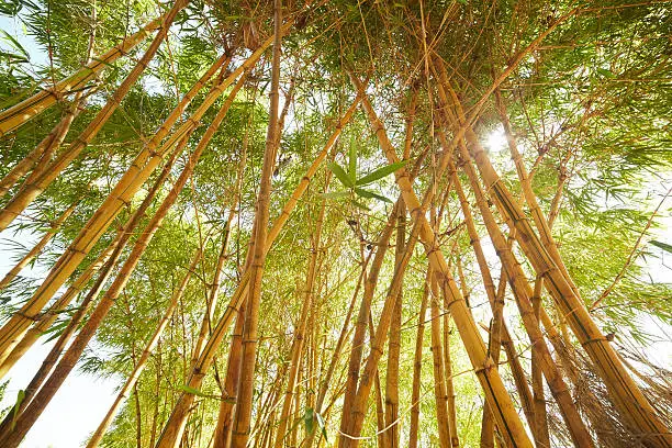 bamboo thickets in Vietnam